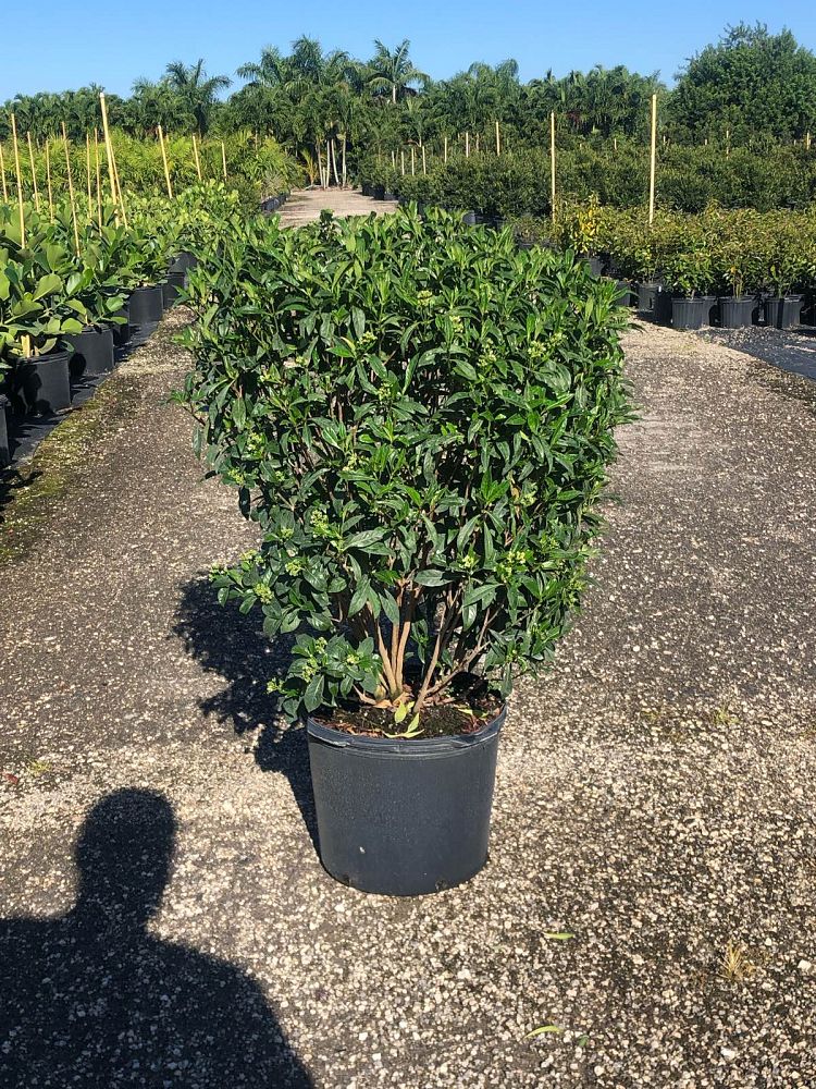 psychotria-ligustrifolia-psychotria-bahamensis-bahama-wild-coffee