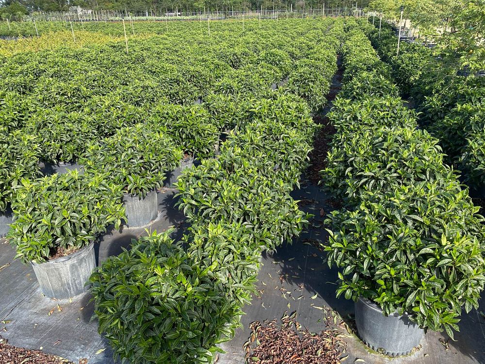 psychotria-ligustrifolia-psychotria-bahamensis-bahama-wild-coffee