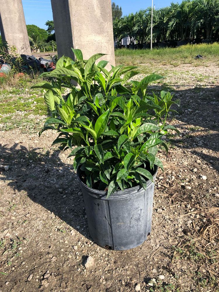 psychotria-ligustrifolia-psychotria-bahamensis-bahama-wild-coffee