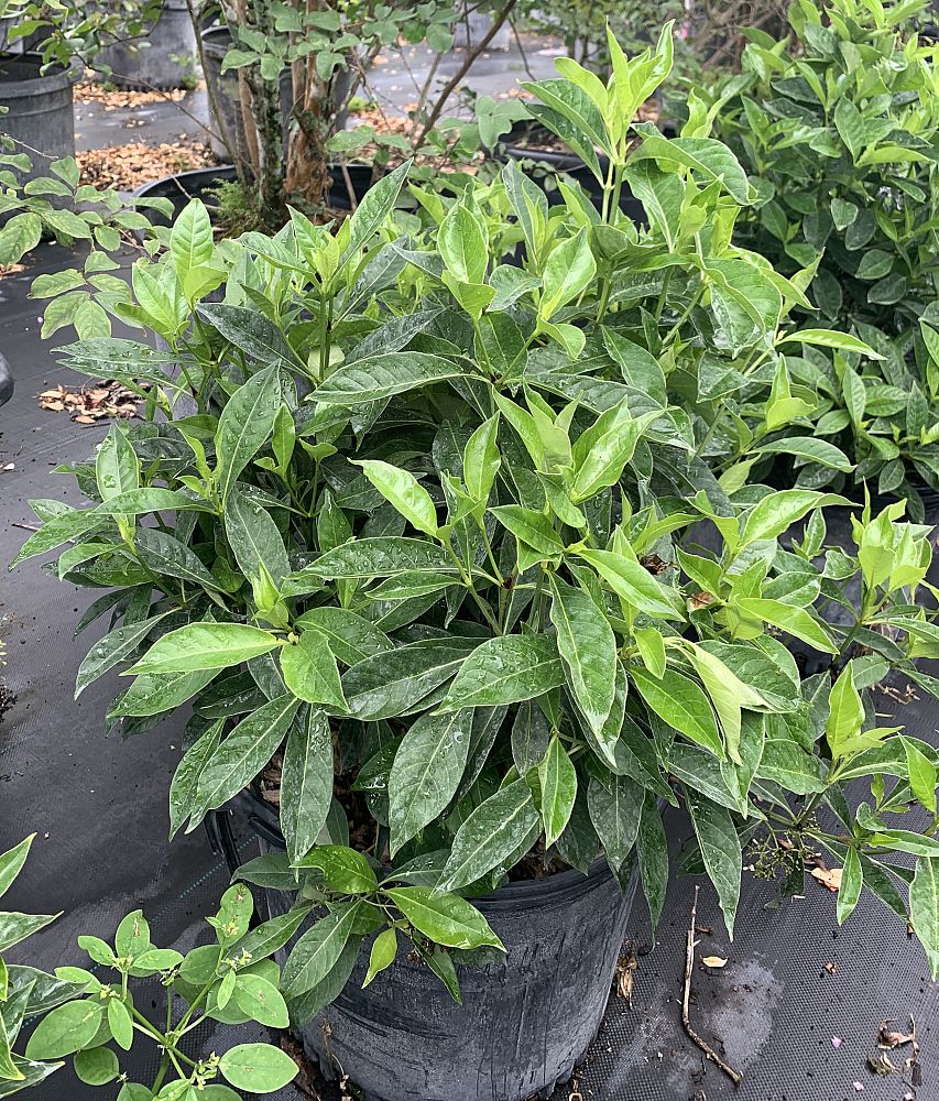 psychotria-ligustrifolia-psychotria-bahamensis-bahama-wild-coffee