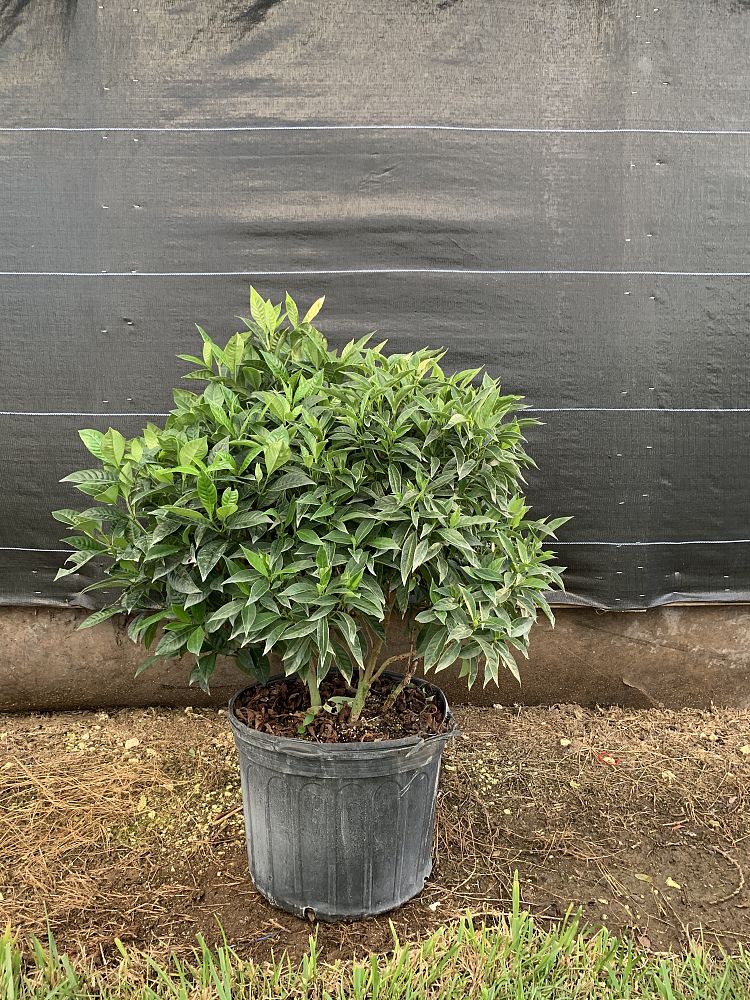 psychotria-ligustrifolia-psychotria-bahamensis-bahama-wild-coffee