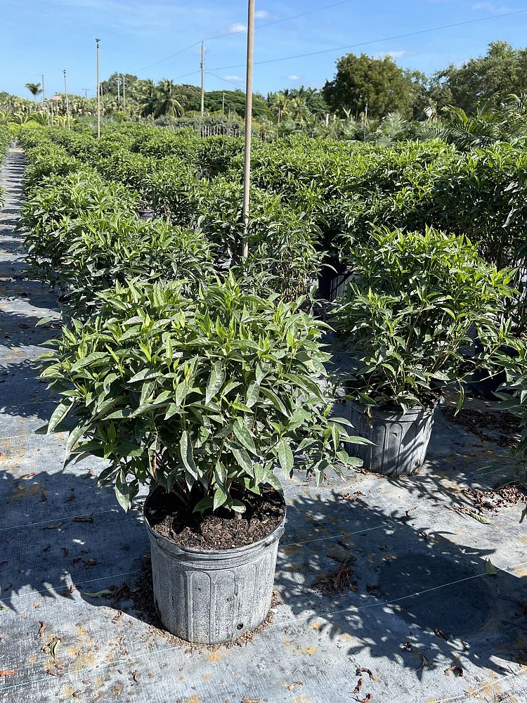 psychotria-ligustrifolia-psychotria-bahamensis-bahama-wild-coffee