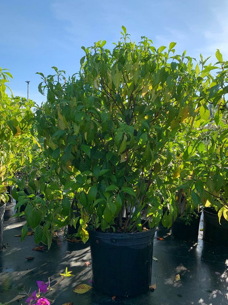 psychotria-ligustrifolia-psychotria-bahamensis-bahama-wild-coffee