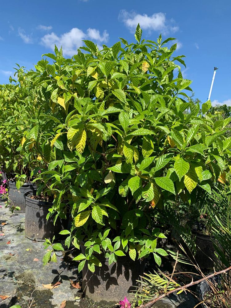 psychotria-ligustrifolia-psychotria-bahamensis-bahama-wild-coffee
