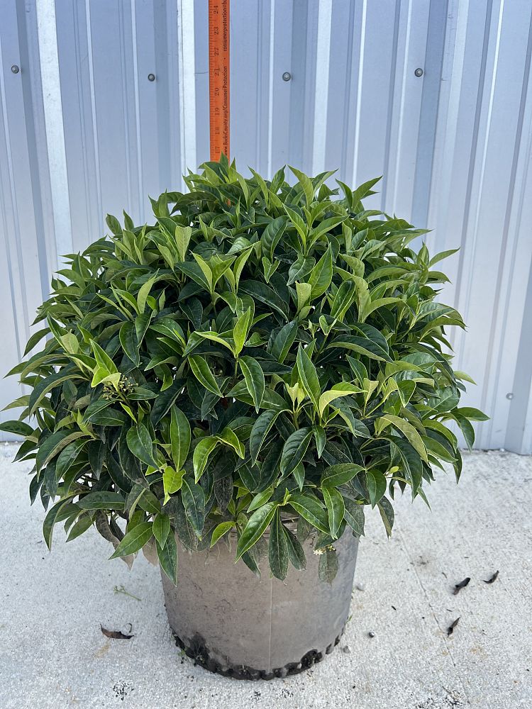 psychotria-ligustrifolia-psychotria-bahamensis-bahama-wild-coffee