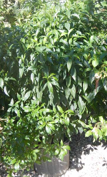 psychotria-ligustrifolia-psychotria-bahamensis-bahama-wild-coffee