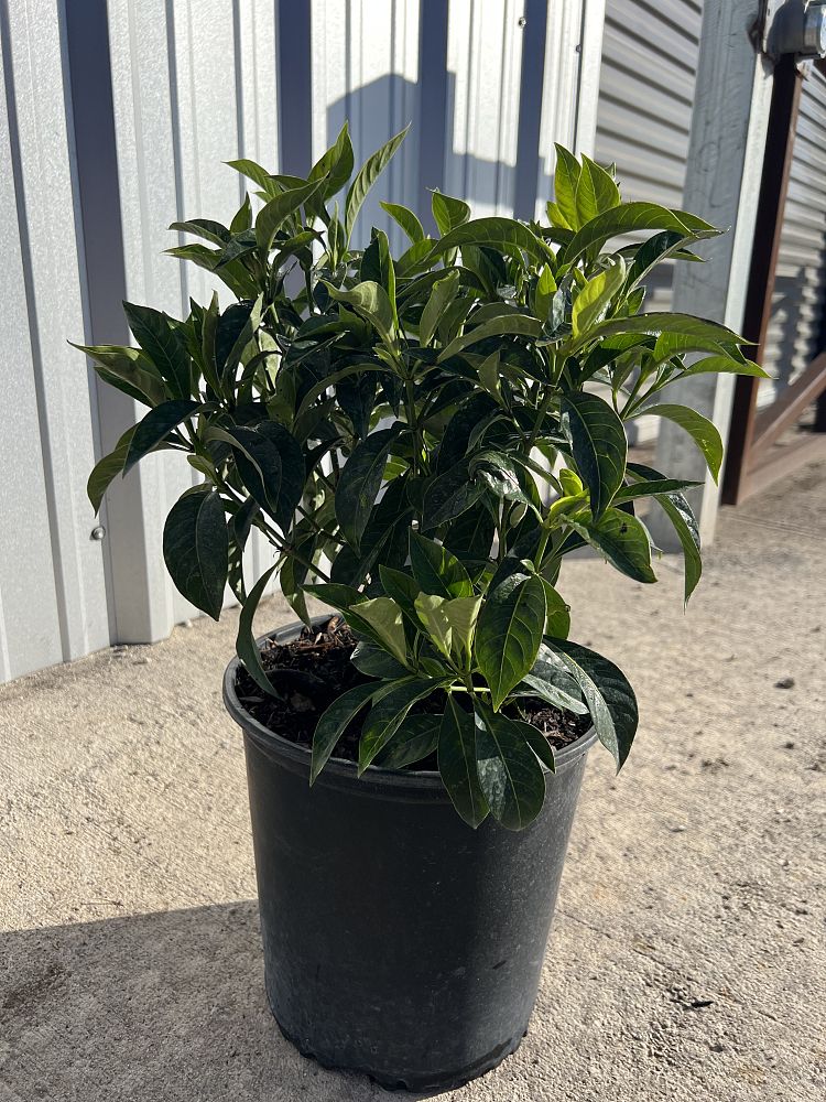 psychotria-ligustrifolia-psychotria-bahamensis-bahama-wild-coffee