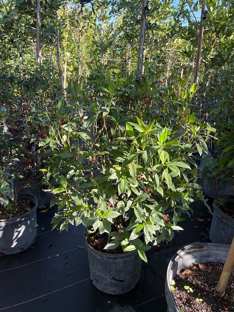 psychotria-ligustrifolia-psychotria-bahamensis-bahama-wild-coffee