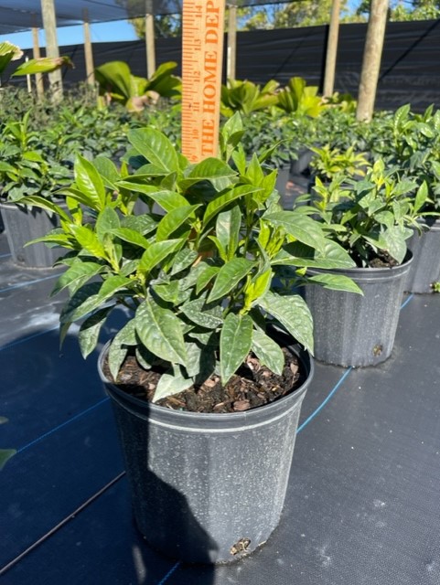 psychotria-ligustrifolia-psychotria-bahamensis-bahama-wild-coffee