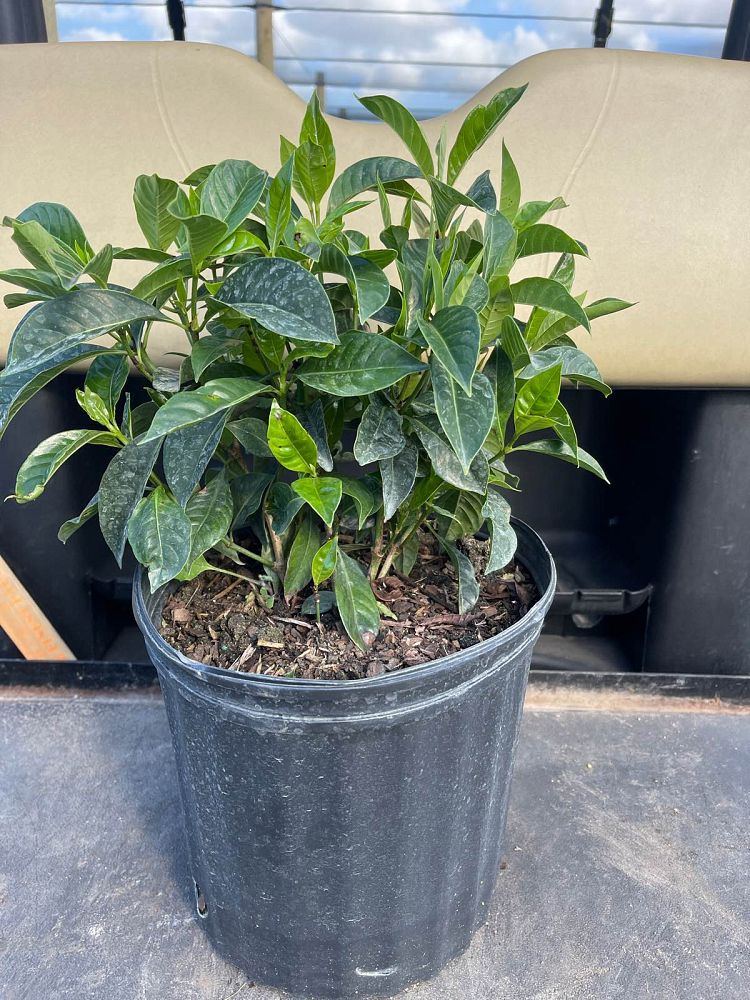 psychotria-ligustrifolia-psychotria-bahamensis-bahama-wild-coffee