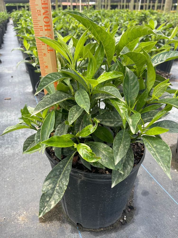 psychotria-ligustrifolia-psychotria-bahamensis-bahama-wild-coffee