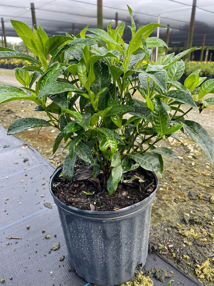 psychotria-ligustrifolia-psychotria-bahamensis-bahama-wild-coffee