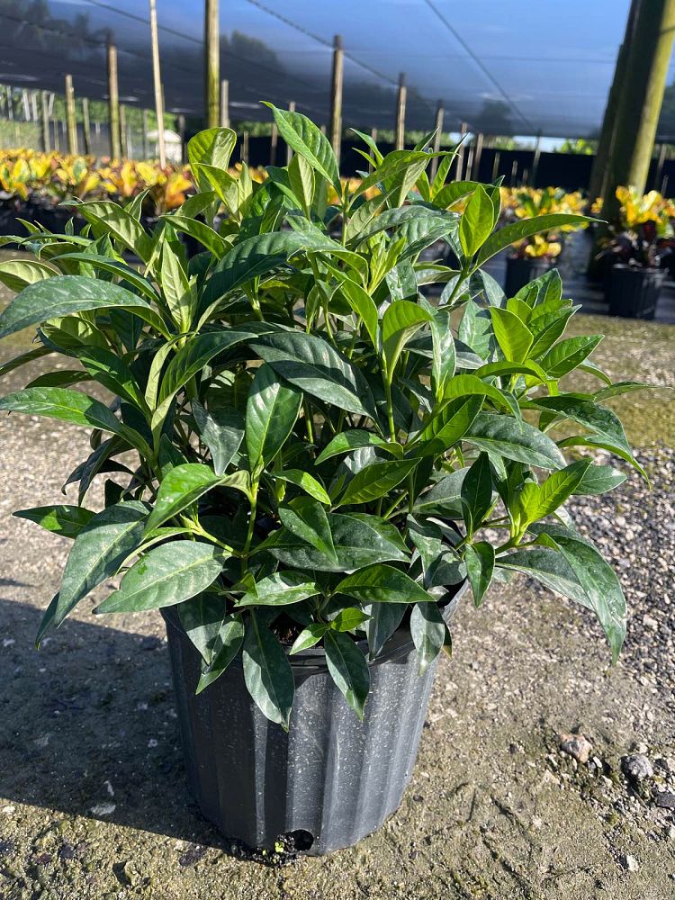 psychotria-ligustrifolia-psychotria-bahamensis-bahama-wild-coffee