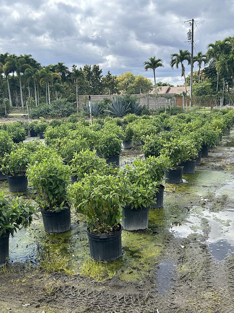 psychotria-ligustrifolia-psychotria-bahamensis-bahama-wild-coffee