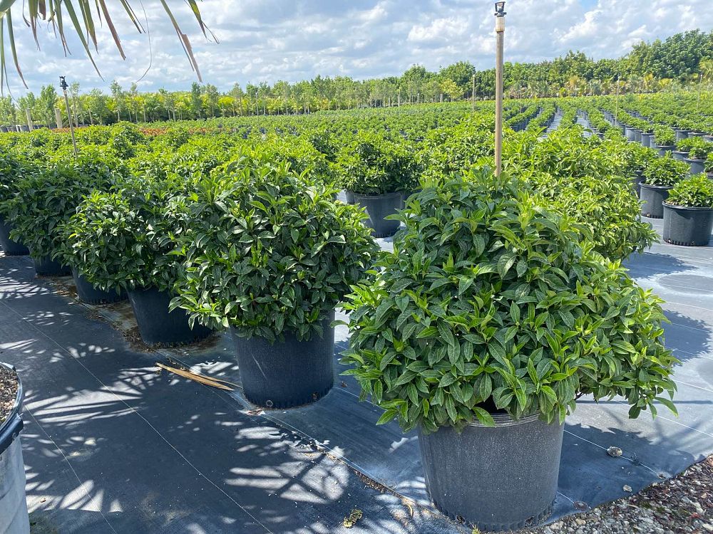 psychotria-ligustrifolia-psychotria-bahamensis-bahama-wild-coffee