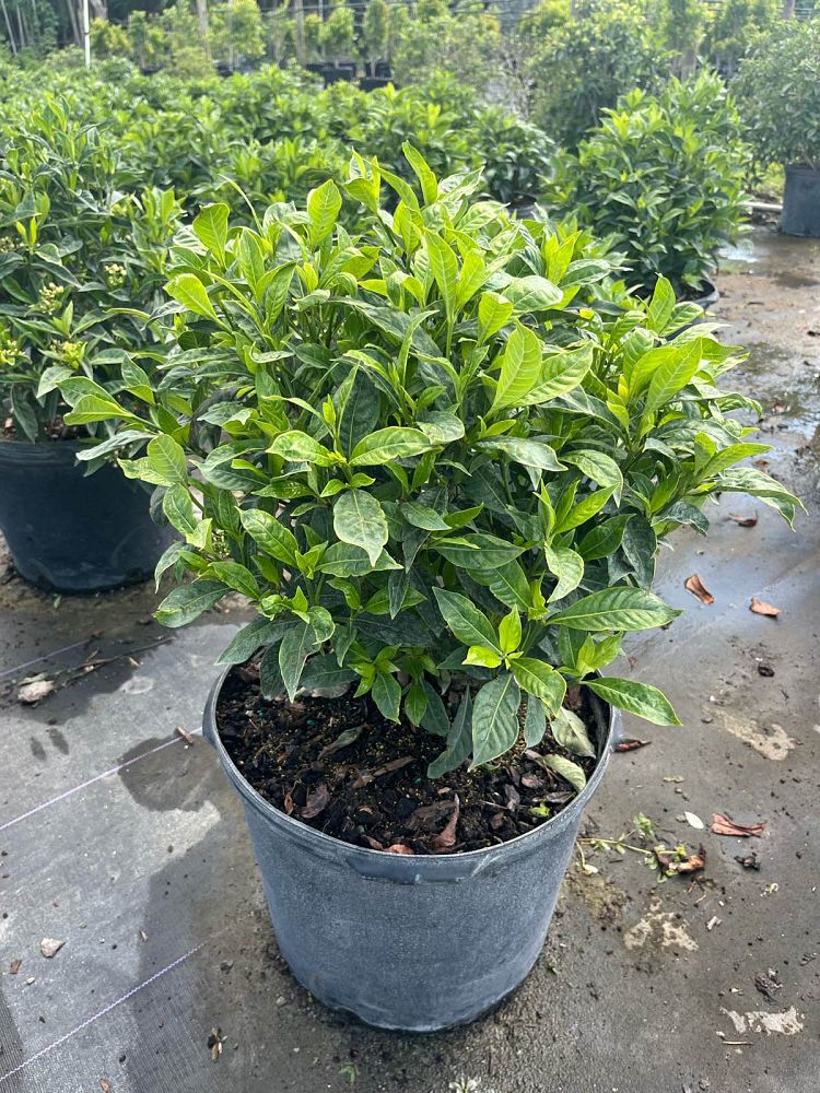 psychotria-ligustrifolia-psychotria-bahamensis-bahama-wild-coffee