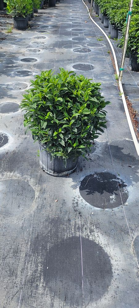 psychotria-ligustrifolia-psychotria-bahamensis-bahama-wild-coffee