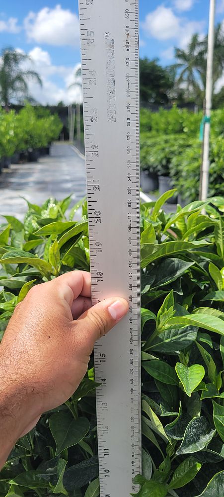 psychotria-ligustrifolia-psychotria-bahamensis-bahama-wild-coffee