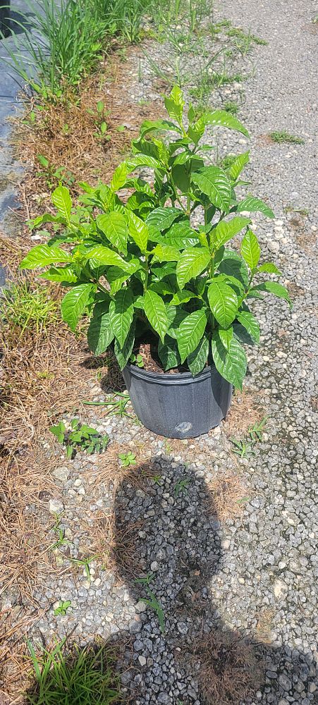 psychotria-ligustrifolia-psychotria-bahamensis-bahama-wild-coffee