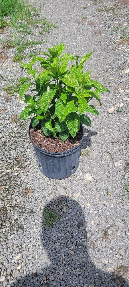 psychotria-ligustrifolia-psychotria-bahamensis-bahama-wild-coffee