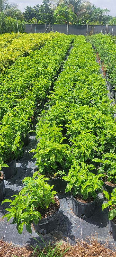 psychotria-ligustrifolia-psychotria-bahamensis-bahama-wild-coffee