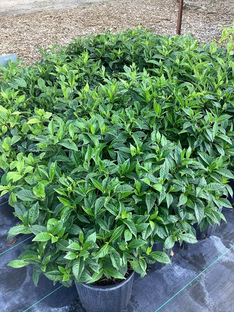 psychotria-ligustrifolia-psychotria-bahamensis-bahama-wild-coffee
