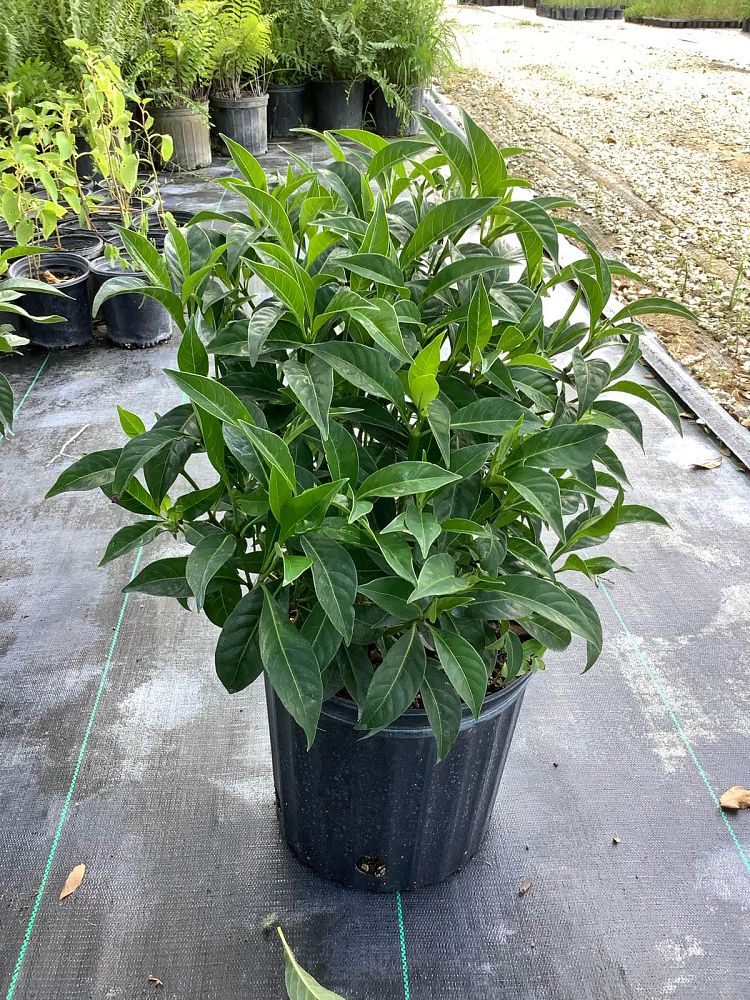 psychotria-ligustrifolia-psychotria-bahamensis-bahama-wild-coffee