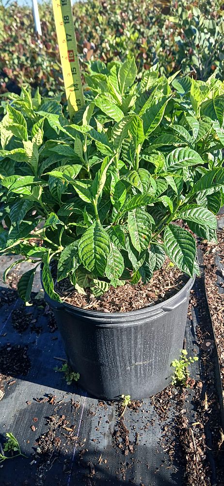 psychotria-ligustrifolia-psychotria-bahamensis-bahama-wild-coffee