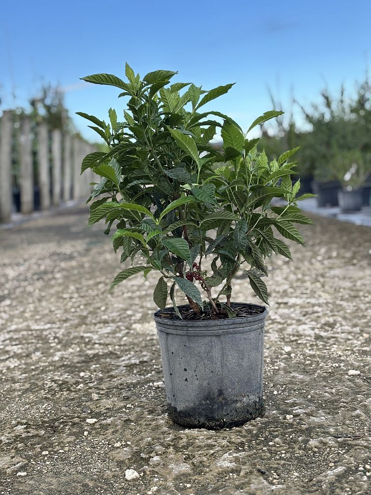 psychotria-ligustrifolia-psychotria-bahamensis-bahama-wild-coffee