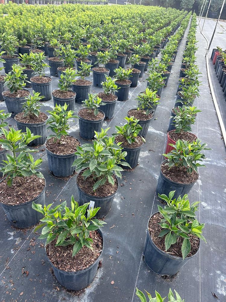 psychotria-ligustrifolia-psychotria-bahamensis-bahama-wild-coffee