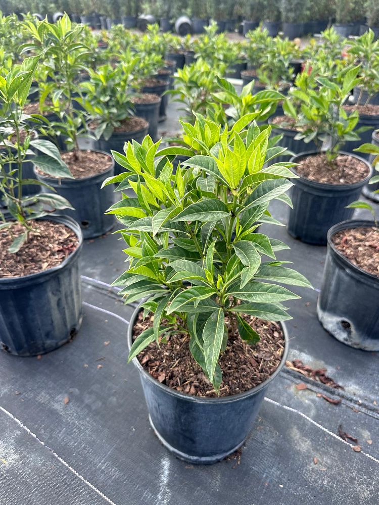 psychotria-ligustrifolia-psychotria-bahamensis-bahama-wild-coffee