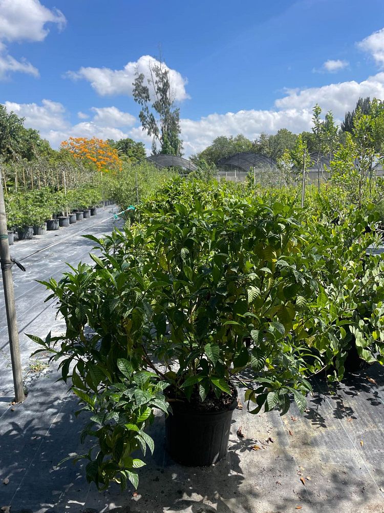 psychotria-ligustrifolia-psychotria-bahamensis-bahama-wild-coffee