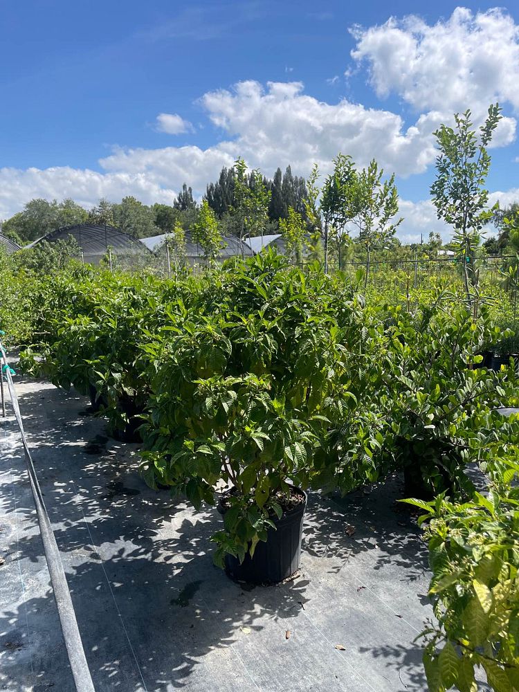 psychotria-ligustrifolia-psychotria-bahamensis-bahama-wild-coffee