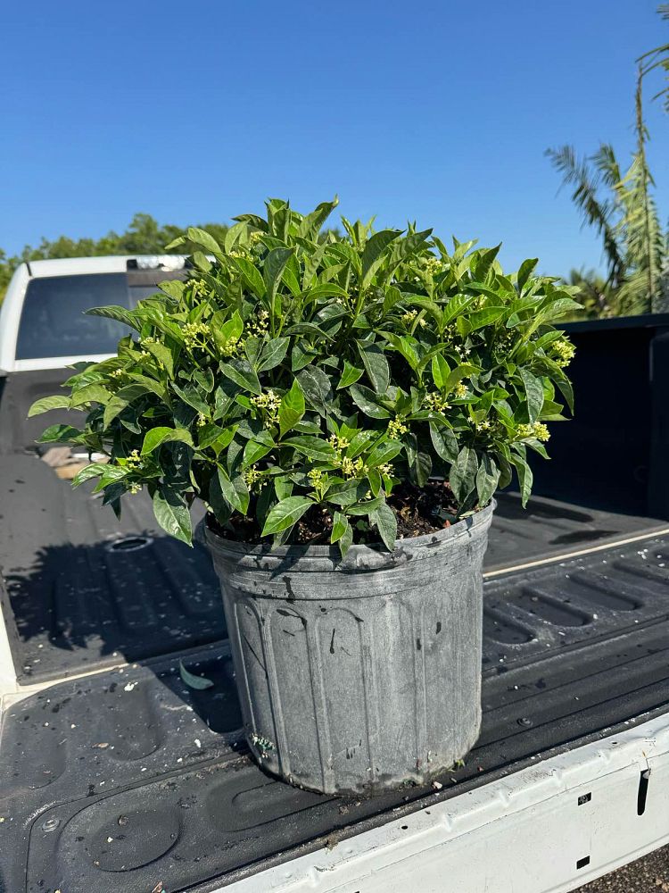 psychotria-ligustrifolia-psychotria-bahamensis-bahama-wild-coffee