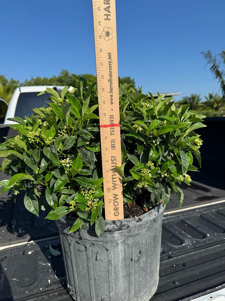 psychotria-ligustrifolia-psychotria-bahamensis-bahama-wild-coffee