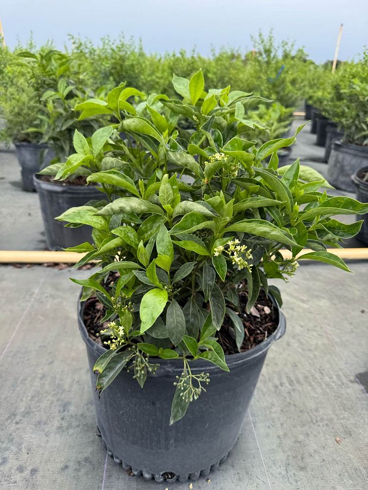 psychotria-ligustrifolia-psychotria-bahamensis-bahama-wild-coffee