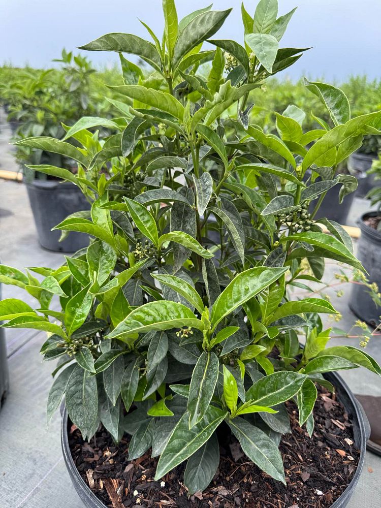 psychotria-ligustrifolia-psychotria-bahamensis-bahama-wild-coffee