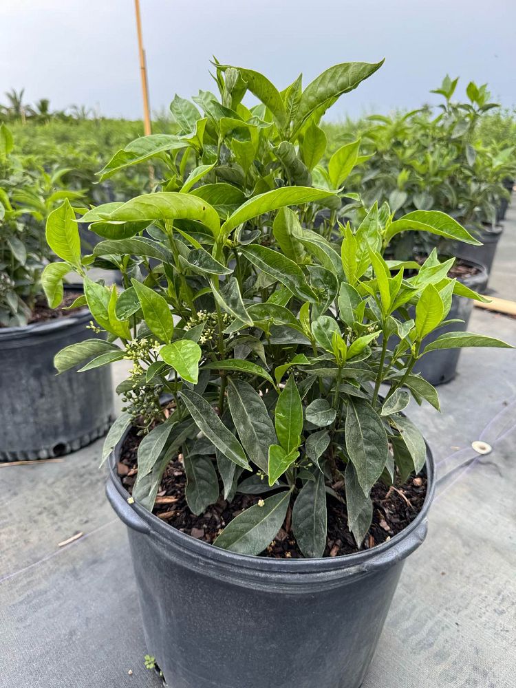 psychotria-ligustrifolia-psychotria-bahamensis-bahama-wild-coffee
