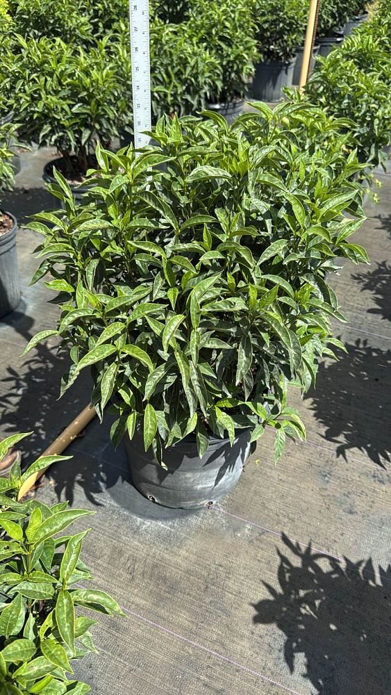 psychotria-ligustrifolia-psychotria-bahamensis-bahama-wild-coffee