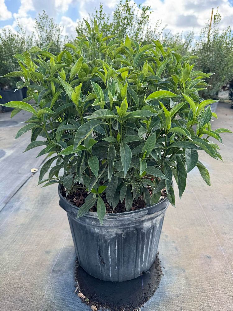 psychotria-ligustrifolia-psychotria-bahamensis-bahama-wild-coffee