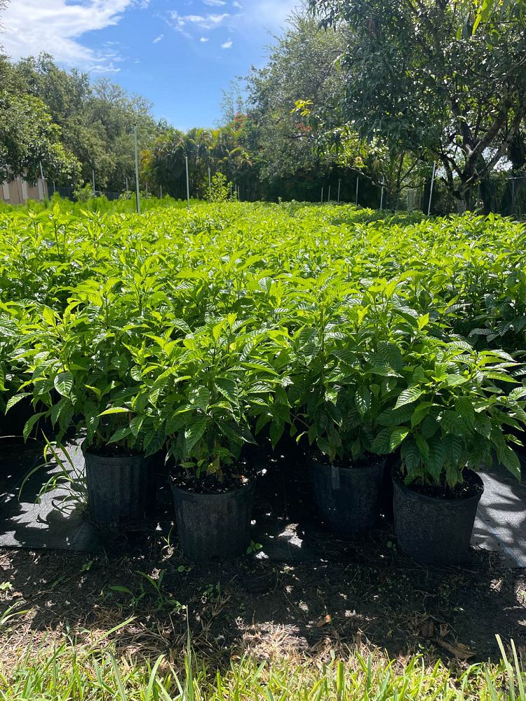 psychotria-ligustrifolia-psychotria-bahamensis-bahama-wild-coffee
