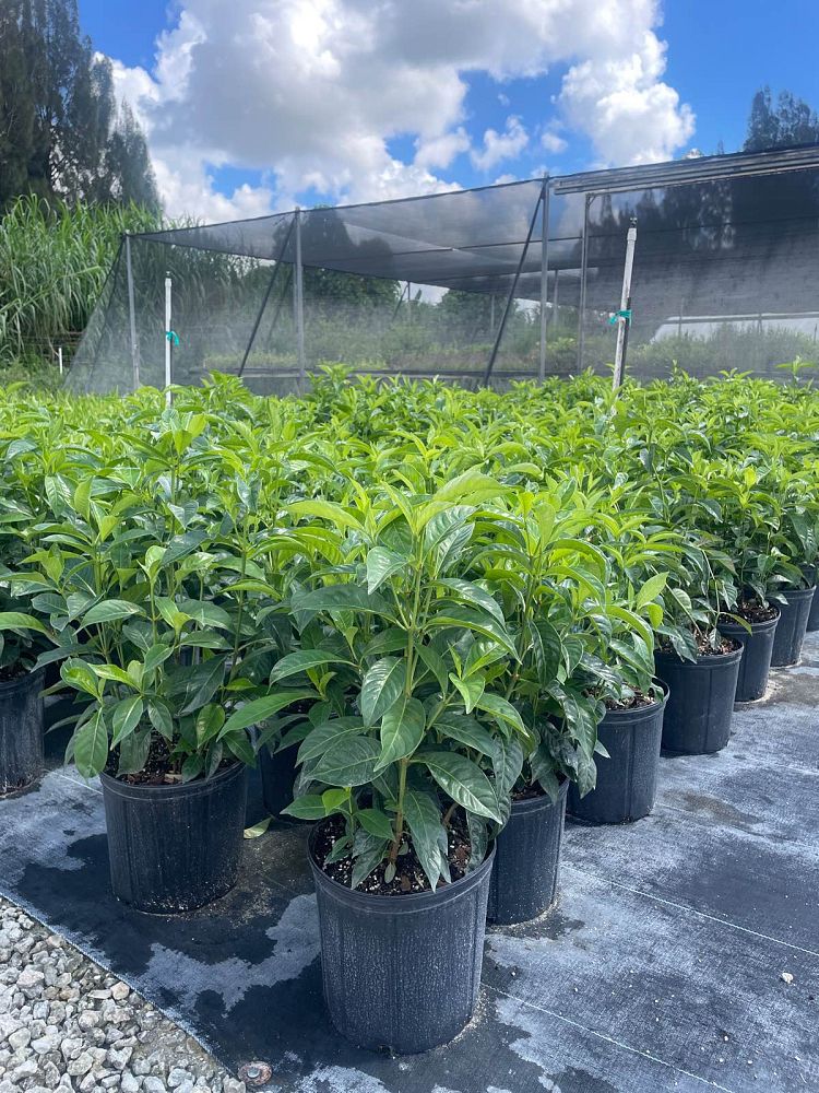 psychotria-ligustrifolia-psychotria-bahamensis-bahama-wild-coffee