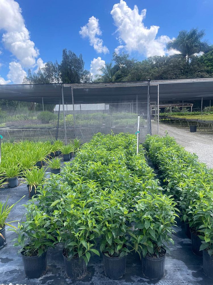 psychotria-ligustrifolia-psychotria-bahamensis-bahama-wild-coffee