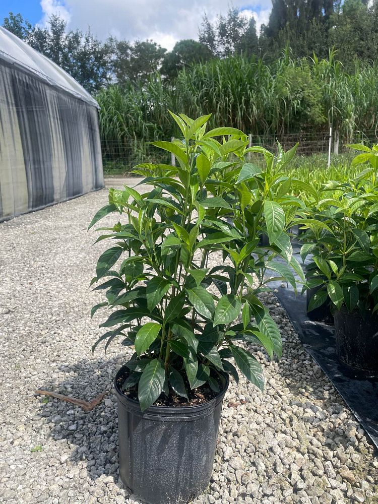 psychotria-ligustrifolia-psychotria-bahamensis-bahama-wild-coffee