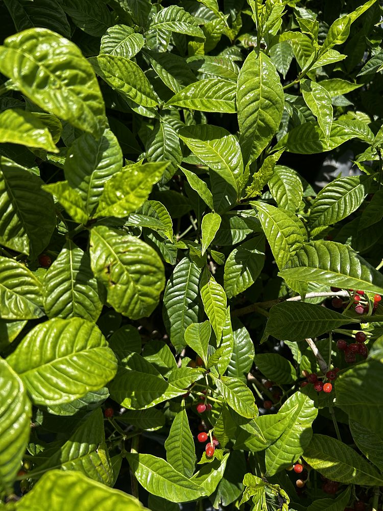 psychotria-ligustrifolia-psychotria-bahamensis-bahama-wild-coffee