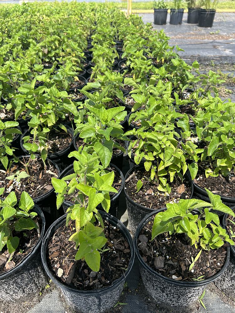psychotria-ligustrifolia-psychotria-bahamensis-bahama-wild-coffee