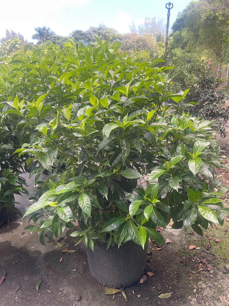 psychotria-ligustrifolia-psychotria-bahamensis-bahama-wild-coffee