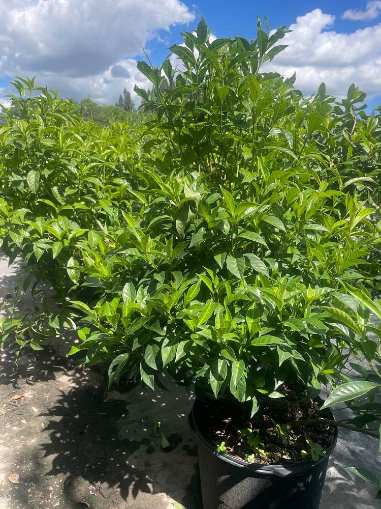 psychotria-ligustrifolia-psychotria-bahamensis-bahama-wild-coffee