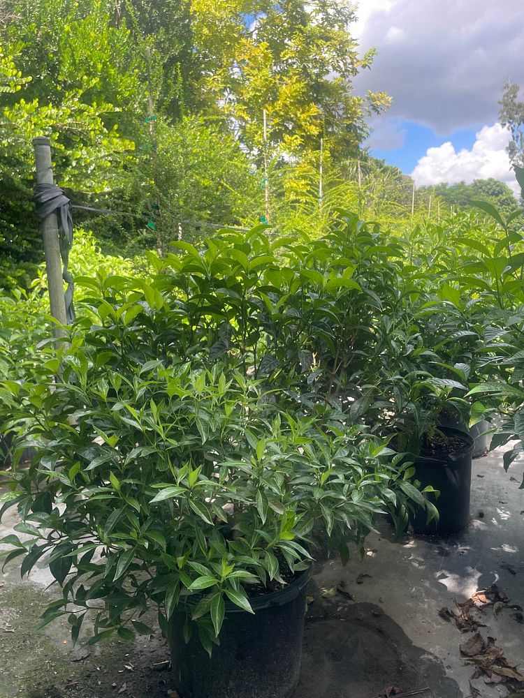 psychotria-ligustrifolia-psychotria-bahamensis-bahama-wild-coffee