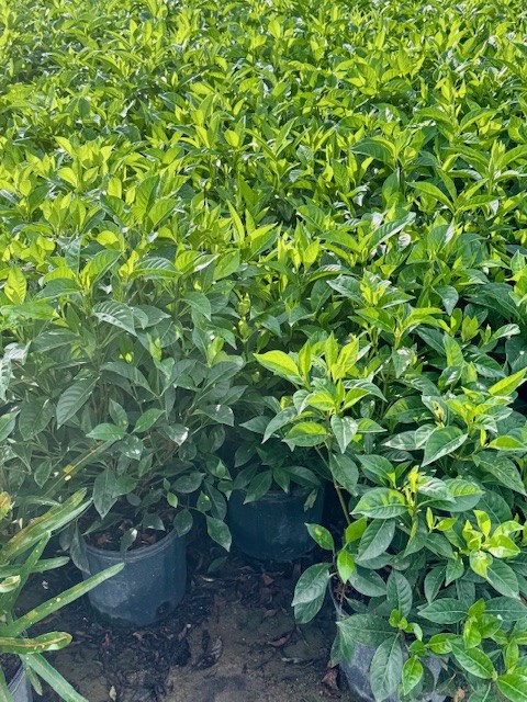 psychotria-ligustrifolia-psychotria-bahamensis-bahama-wild-coffee